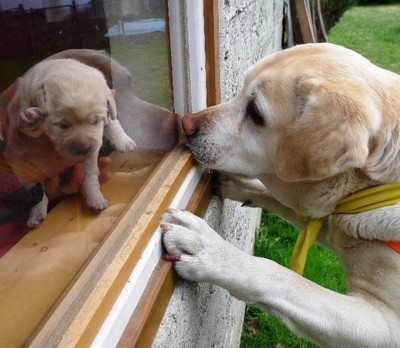 FOTO DEL GIORNO: adorabili cuccioli alla finestra