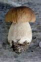 BEMA: Sagra dei funghi