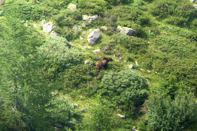 L’orso M13  in VALPOSCHIAVO