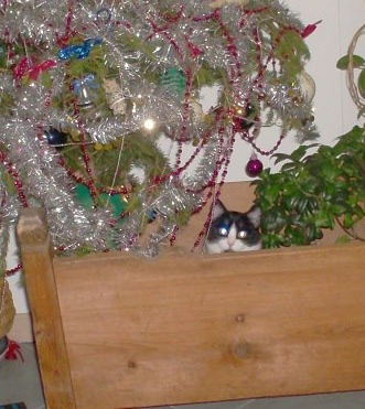 Merry Xmas!