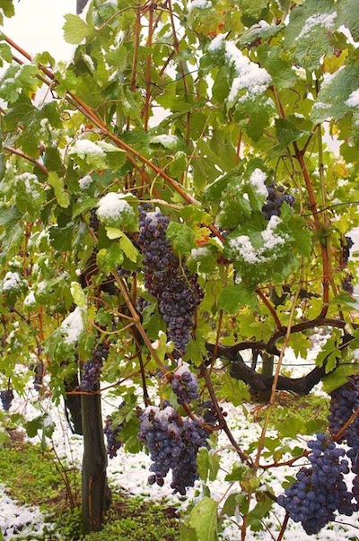 VENDEMMIA valtellinese