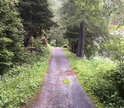 Cura del bosco in ENGADINA e in VAL BREGAGLIA  