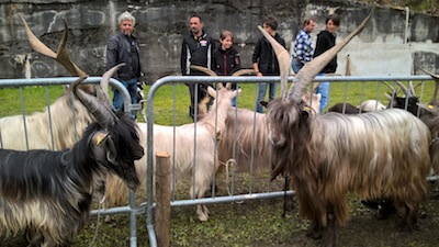 La VALGEROLA premia la Capra Orobica