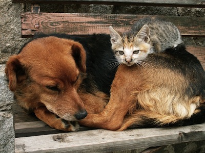 Il M5S e la proposta di legge per tutelare gli animali