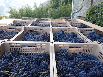 W la viticoltura eroica della VALTELLINA