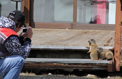 Le marmotte in posa al rifugio M’Eating Point di Livigno
