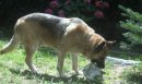 A Sondrio un parco dove lasciar giocare i cani