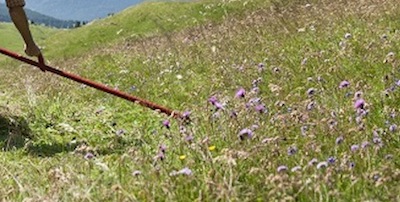 Agricoltura di MONTAGNA 