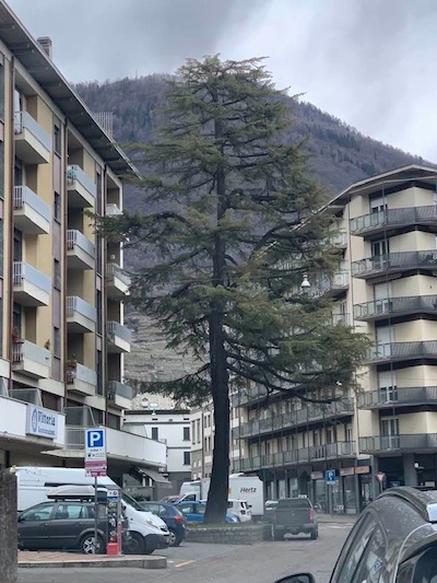 Un cedro a SONDRIO... 