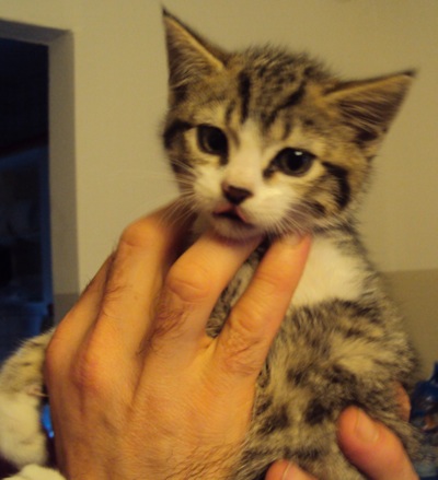 TIRANO: CUCCIOLI DI GATTO CERCANO CASA