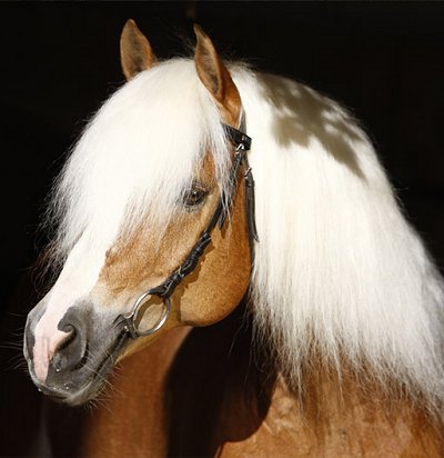 EQUITAZIONE che passione! 
