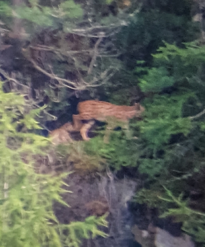 La LINCE e i suoi CUCCIOLI 