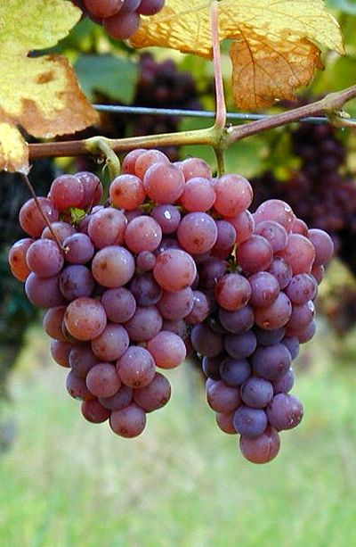 NASCE UN NUOVO VINO BIANCO IN VALTELLINA