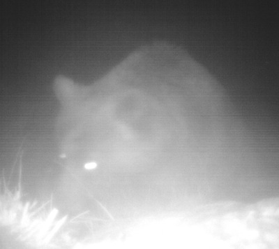 LA POLIZIA PROVINCIALE FOTOGRAFA UN ORSO IN VALMALENCO