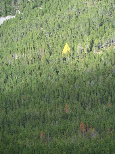 GESTIONE delle FORESTE e DIFESA del SUOLO