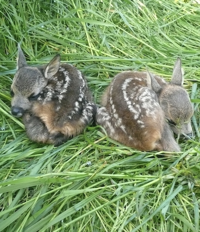 Cuccioli di CAPRIOLO