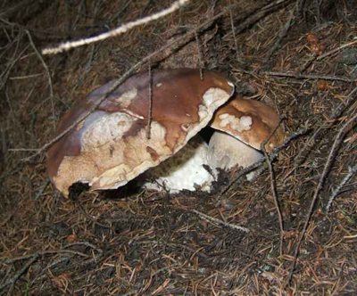 E BOOM DI FUNGHI NEI BOSCHI VALTELLINESI