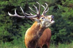 PARCHI in Valtellina ed Engadina