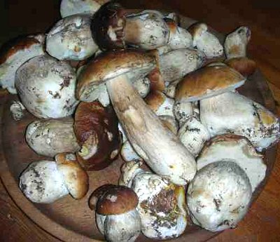 FUNGHI, come trovarli e dove gustarli