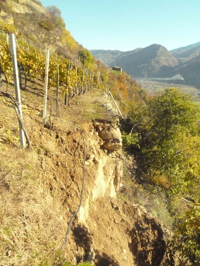 ProVinea e manutenzione terrazzamenti vitati VALTELLINESI