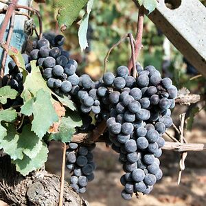 SONDRIO: Nebbiolo Grapes