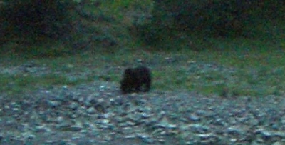 Lorso bruno ha lasciato la Val Monastero