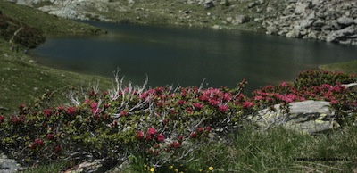 Estate in MONTAGNA