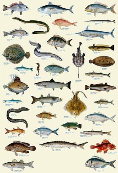 Pescheria a Tirano  