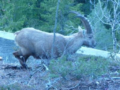 Alta Valtellina: il risveglio della natura
