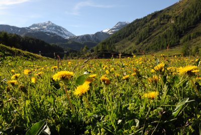 La VALPOSCHIAVO, la sua natura incontaminata e le sue erbe 