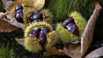In VALPOSCHIAVO si festeggia la CASTAGNA